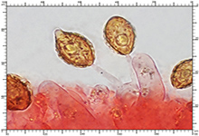 Hymenogaster mischosporus